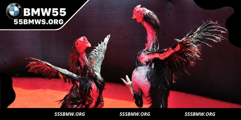 A new era of competitive cockfighting - Hatch Sabong