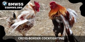 Cross-border Cockfighting