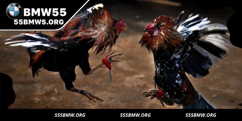 Cross-border cockfighting: global matches with strategy