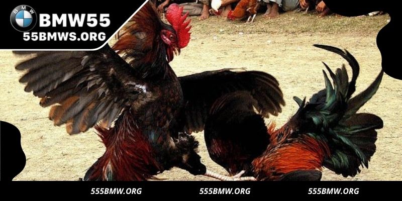 Discover what makes Turbo Sabong thrilling for members