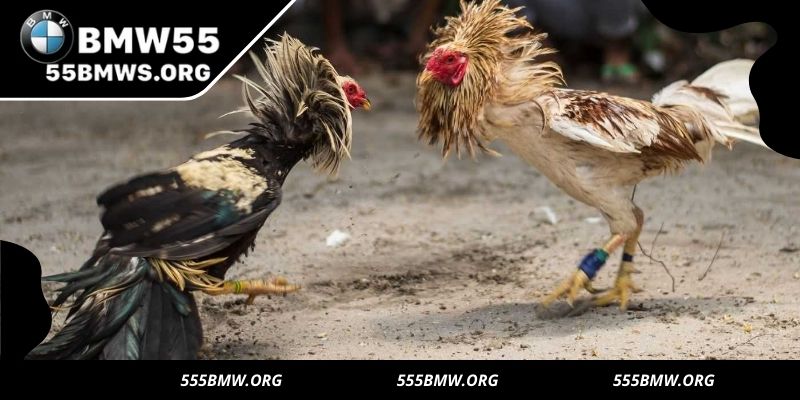 Experience live, interactive cockfighting with global players