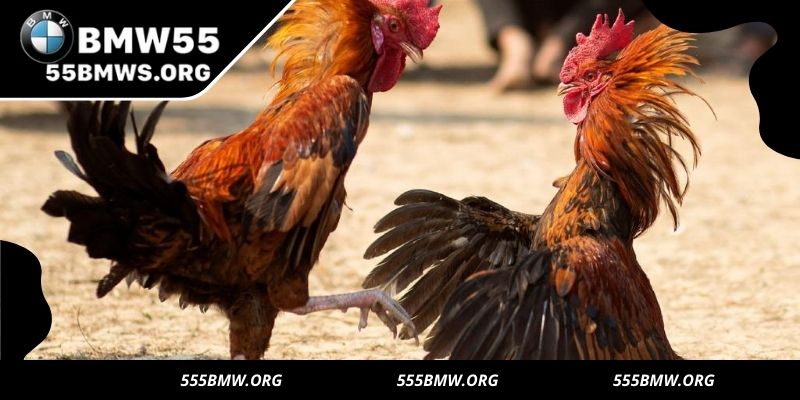 Experience organized, cross-border cockfighting action