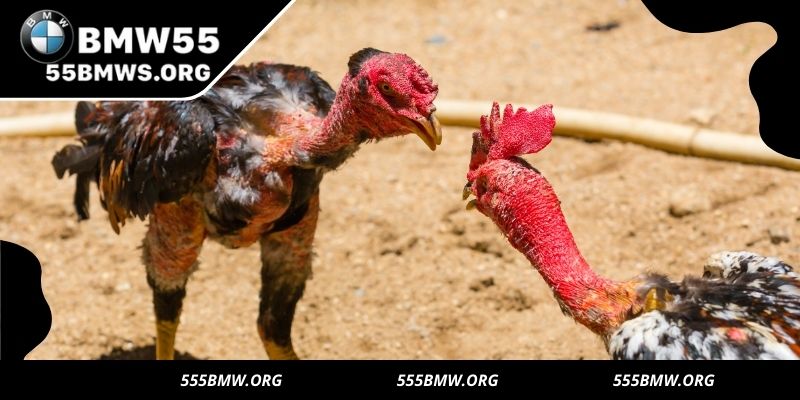 Fast, strategic, and thrilling matches redefine modern cockfighting