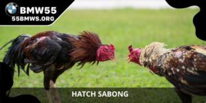 Hatch Sabong