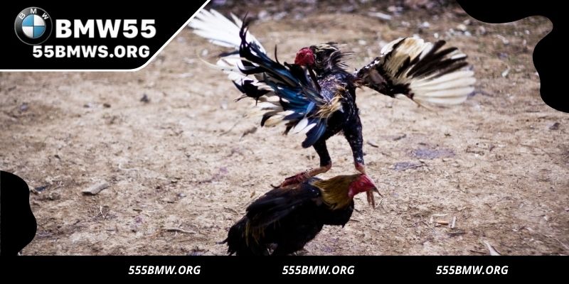 Learn match flow and strategy before joining the action