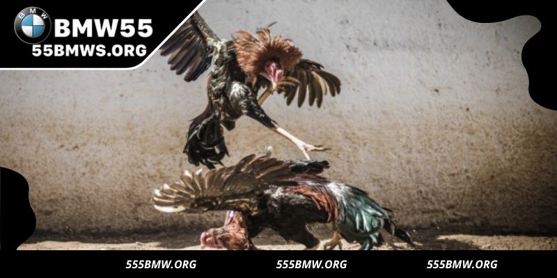Safe, fair, and responsible gameplay for 55BMW members