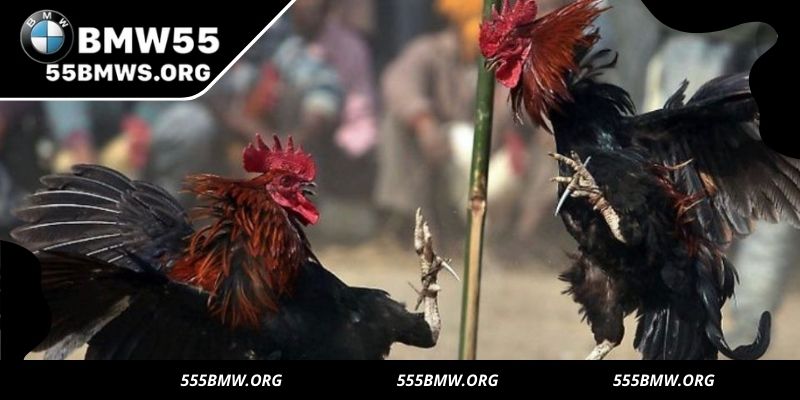 Skillful play in knife cockfighting relies on tactics and insight