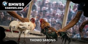 Thomo Sabong
